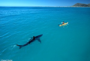 Paddleboarding with sharks